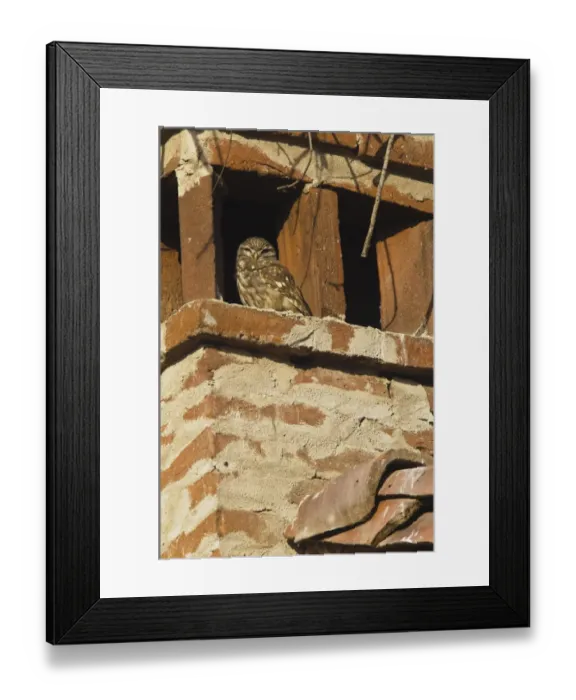 Framed Print : Little Owl (Athene noctua) adult, roosting on chimney, Italy Framed Print : Little Owl (Athene noctua) adult, roosting on chimney, Italy
