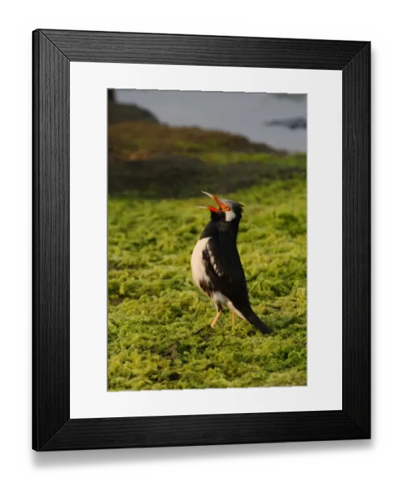 Framed Print : Asian Pied Myna (Sturnus contra floweri) adult, calling, standing on ground at edge of water, Thailand, february Framed Print : Asian Pied Myna (Sturnus contra floweri) adult, calling, standing on ground at edge of water, Thailand, february