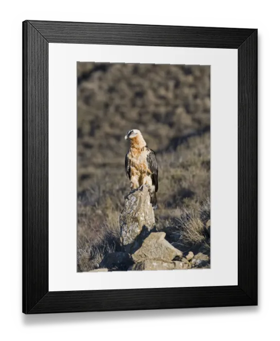Framed Print : Lammergeier (Gypaetus barbatus) adult, standing on rock, Aren, Pyrenees, Spain, january Framed Print : Lammergeier (Gypaetus barbatus) adult, standing on rock, Aren, Pyrenees, Spain, january