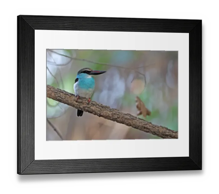 Framed Print : Blue-breasted Kingfisher (Halcyon malimbica) adult, perched on branch, Gambia, january Framed Print : Blue-breasted Kingfisher (Halcyon malimbica) adult, perched on branch, Gambia, january