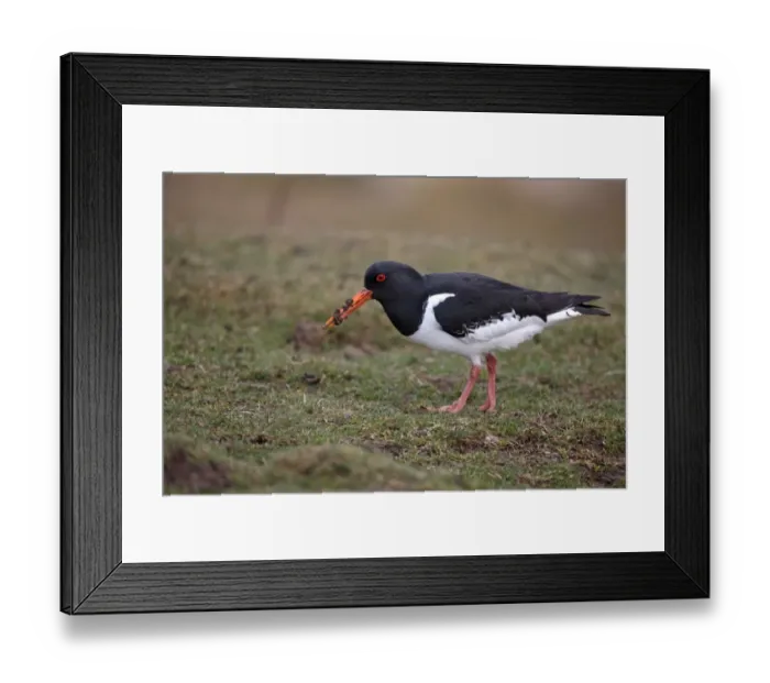 Framed Print : Eurasian Oystercatcher (Haematopus ostralegus) adult, feeding, with mud on beak, Scotland, spring Framed Print : Eurasian Oystercatcher (Haematopus ostralegus) adult, feeding, with mud on beak, Scotland, spring
