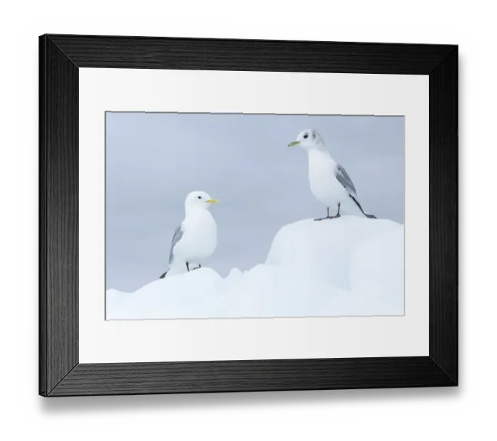 Framed Print : Black-legged Kittiwake (Rissa tridactyla) adult and immature, standing on sea ice, Svalbard, june
