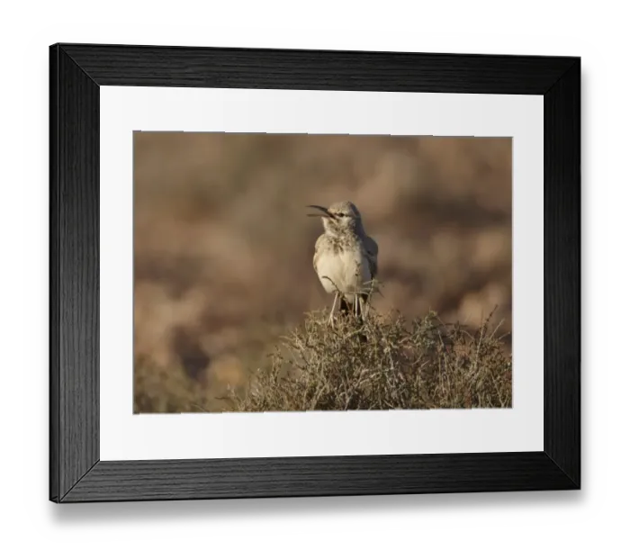 Framed Print : Greater Hoopoe-lark (Alaemon alaudipes) adult, calling, perched on bush, Boulmane Dades, Morocco, february Framed Print : Greater Hoopoe-lark (Alaemon alaudipes) adult, calling, perched on bush, Boulmane Dades, Morocco, february