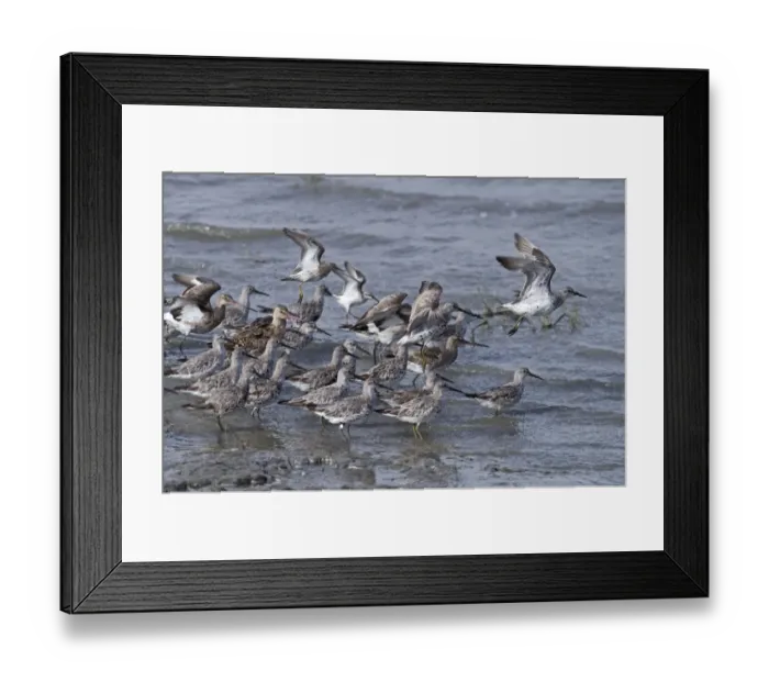 Framed Print : Great Knot (Calidris tenuirostris), Sharp-tailed Sandpiper (Calidris acuminata), Black-tailed Godwit (Limosa limosa) and Broad-billed Sandpiper (Limicola falcinellus) mixed flock, non-breeding plumage, taking off from water, Cairns Esplanade