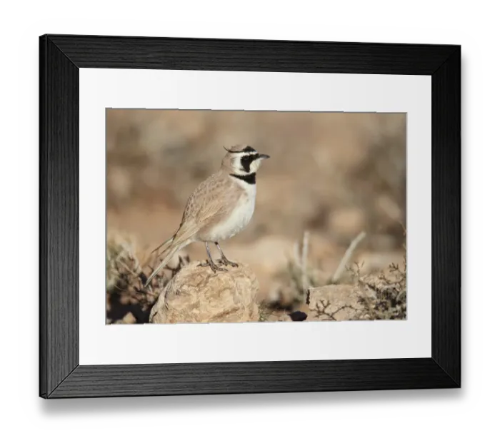 Framed Print : Temminck's Horned Lark (Eremophila bilopha) adult, standing on rock, Boulmane Dades, Morocco, february Framed Print : Temminck's Horned Lark (Eremophila bilopha) adult, standing on rock, Boulmane Dades, Morocco, february