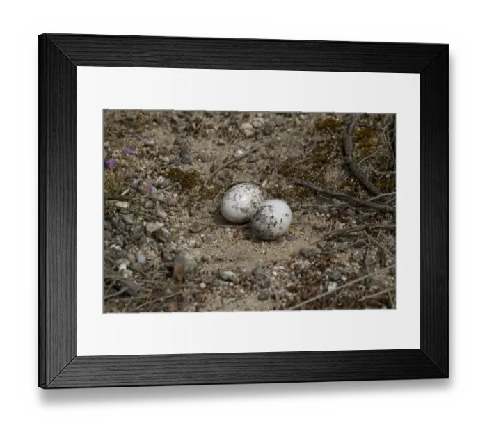 Framed Print : Red-necked Nightjar (Caprimulgus ruficollis) two eggs in nest, Extremadura, Spain, may Framed Print : Red-necked Nightjar (Caprimulgus ruficollis) two eggs in nest, Extremadura, Spain, may