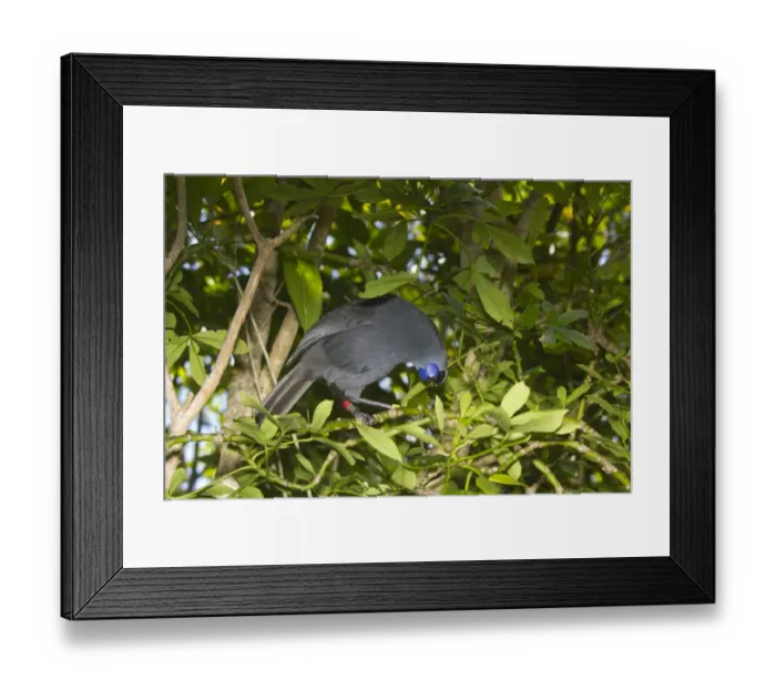 Framed Print : North Island Kokako (Callaeas cinerea wilsoni) adult, wearing leg rings, feeding on leaves, Tiritiri Matangi Island, Hauraki Gulf, North Island, New Zealand, november Framed Print : North Island Kokako (Callaeas cinerea wilsoni) adult, wearing leg rings, feeding on leaves, Tiritiri Matangi Island, Hauraki Gulf, North Island, New Zealand, november