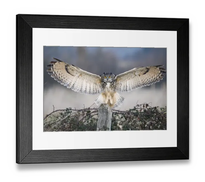 Framed Print : Eurasian Eagle-owl (Bubo bubo) adult, in flight, landing on post, Gloucestershire, England (controlled) Framed Print : Eurasian Eagle-owl (Bubo bubo) adult, in flight, landing on post, Gloucestershire, England (controlled)