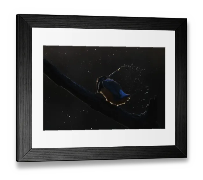 Framed Print : Common Kingfisher (Alcedo atthis) adult, shaking water from head, perched on branch, backlit at dusk, Midlands, England, november Framed Print : Common Kingfisher (Alcedo atthis) adult, shaking water from head, perched on branch, backlit at dusk, Midlands, England, november