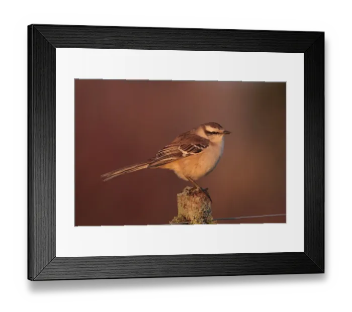 Framed Print : Chalk-browed Mockingbird (Mimus saturninus) adult, perched on fencepost, Rincon de Cobo, Buenos Aires, Argentina, august Framed Print : Chalk-browed Mockingbird (Mimus saturninus) adult, perched on fencepost, Rincon de Cobo, Buenos Aires, Argentina, august