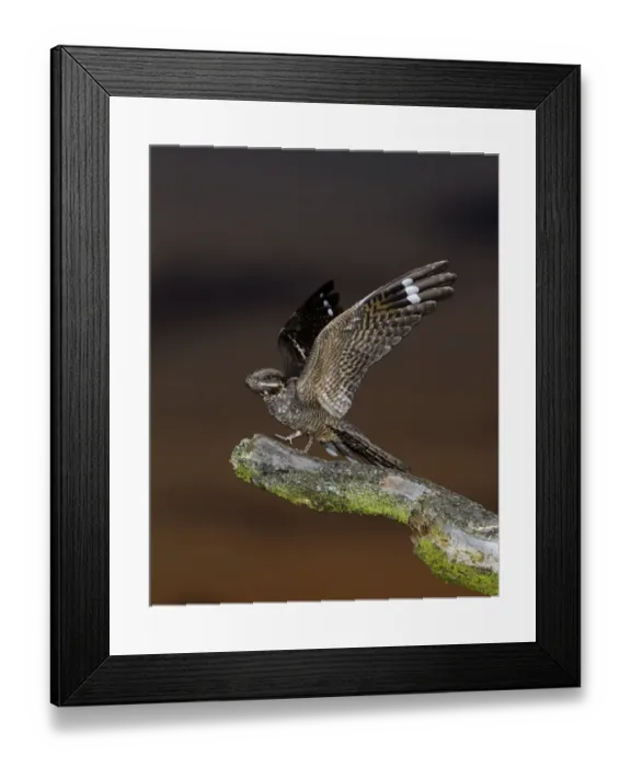 Framed Print : Eurasian Nightjar (Caprimulgus europaeus) adult male, with wings spread, standing on song post in heathland at dusk, North Norfolk, England, june Framed Print : Eurasian Nightjar (Caprimulgus europaeus) adult male, with wings spread, standing on song post in heathland at dusk, North Norfolk, England, june