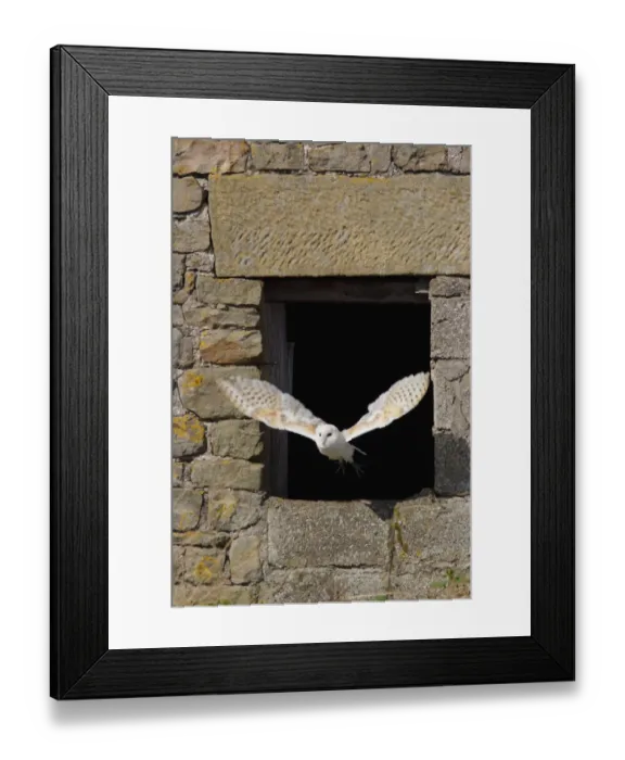 Framed Print : Barn Owl (Tyto alba) adult, in flight through barn window, North Yorkshire, England, august (captive) Framed Print : Barn Owl (Tyto alba) adult, in flight through barn window, North Yorkshire, England, august (captive)