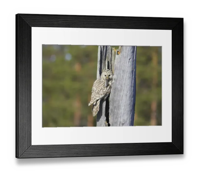 Framed Print : Ural Owl (Strix uralensis) adult female, with rodent prey in beak, food for chicks, at nest in hollow of dead tree trunk, Finland