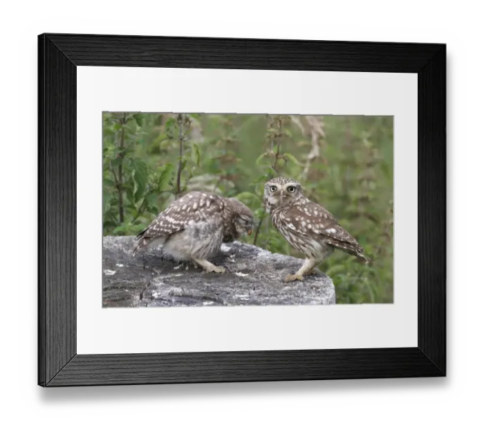 Framed Print : Little Owl (Athene noctua) adult feeding young, standing on tree stump, Leicestershire, England, june Framed Print : Little Owl (Athene noctua) adult feeding young, standing on tree stump, Leicestershire, England, june