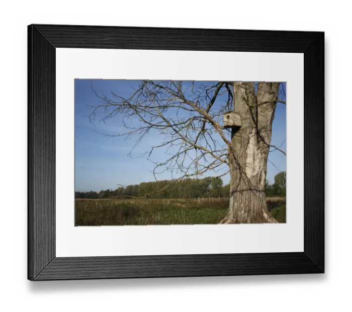 Framed Print : Little Owl (Athene noctua) adult, at nestbox entrance in dead tree, at edge of pasture in breckland habitat, Knettishall Heath Country Park, Suffolk, England, october Framed Print : Little Owl (Athene noctua) adult, at nestbox entrance in dead tree, at edge of pasture in breckland habitat, Knettishall Heath Country Park, Suffolk, England, october