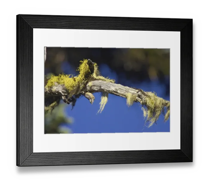 Framed Print : Red-breasted Nuthatch (Sitta canadensis) adult, hanging upside-down from branch, Hurricane Ridge, Olympic N. P. Washington State, U. S. A