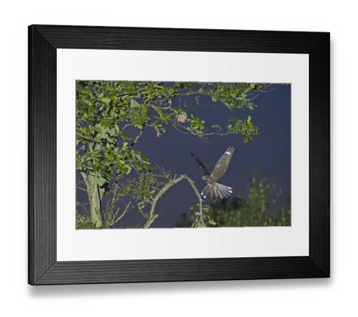 Framed Print : Eurasian Nightjar (Caprimulgus europaeus) adult male, in flight, landing on song post in heathland at dusk, Norfolk, England, june