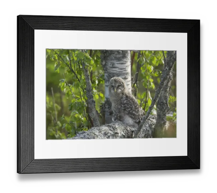 Framed Print : Ural Owl (Strix uralensis) mature chick, recently fledged, perched on branch in birch tree, Finland Framed Print : Ural Owl (Strix uralensis) mature chick, recently fledged, perched on branch in birch tree, Finland