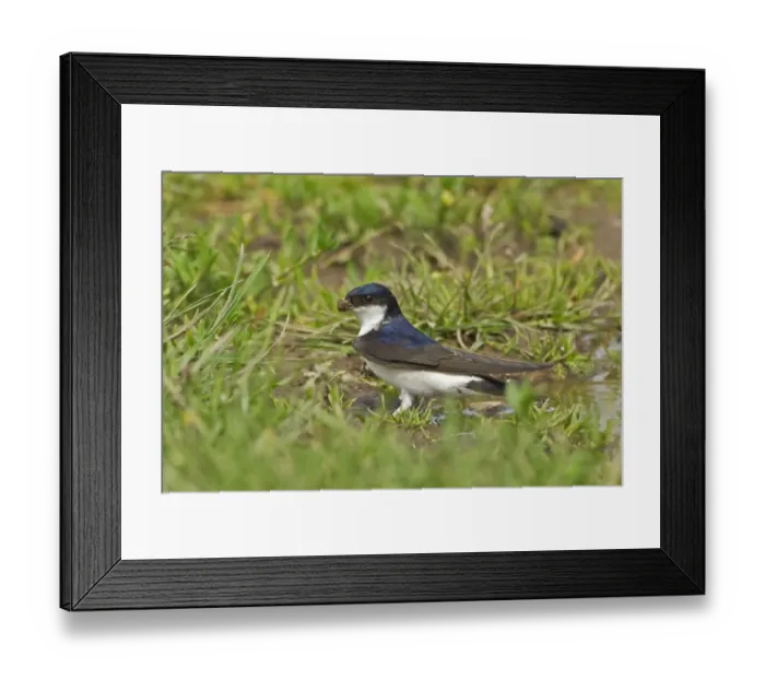 Framed Print : House Martin (Delichon urbica) adult, collecting mud for nesting material from puddle on farmland, Warwickshire, England, april Framed Print : House Martin (Delichon urbica) adult, collecting mud for nesting material from puddle on farmland, Warwickshire, England, april