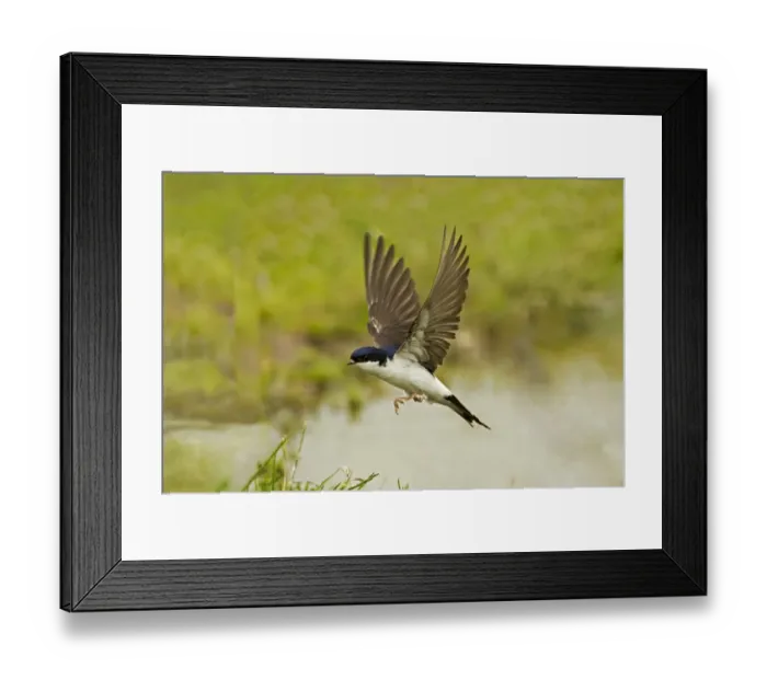 Framed Print : House Martin (Delichon urbica) adult, in flight, collecting mud for nesting material from puddle on farmland, Warwickshire, England, june Framed Print : House Martin (Delichon urbica) adult, in flight, collecting mud for nesting material from puddle on farmland, Warwickshire, England, june