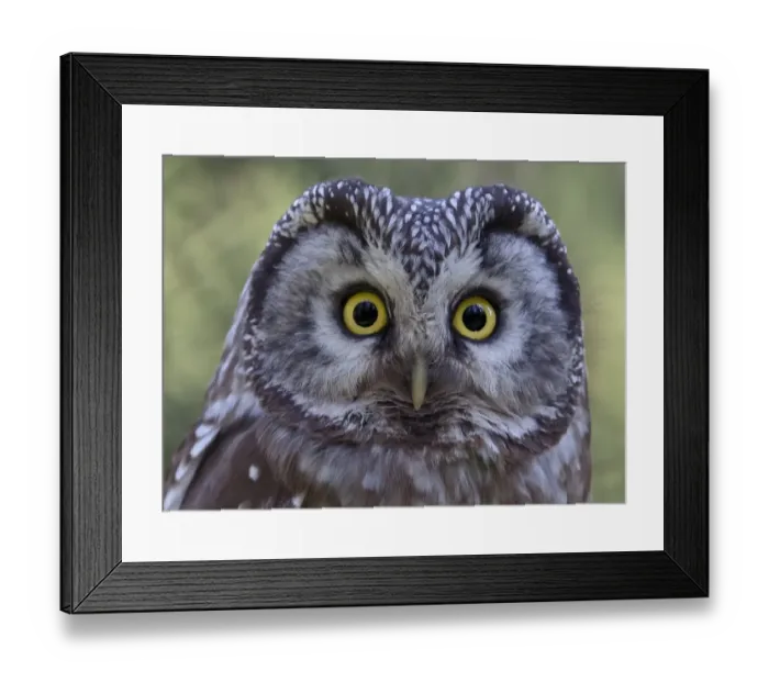 Framed Print : Tengmalm's Owl (Aegolius funereus) adult, close-up of head, Finland, june