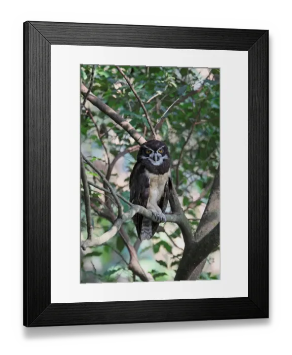 Framed Print : Spectacled Owl (Pulsatrix perspicillata) adult, perched on branch in tree, roosting in forest, Costa Rica, february Framed Print : Spectacled Owl (Pulsatrix perspicillata) adult, perched on branch in tree, roosting in forest, Costa Rica, february