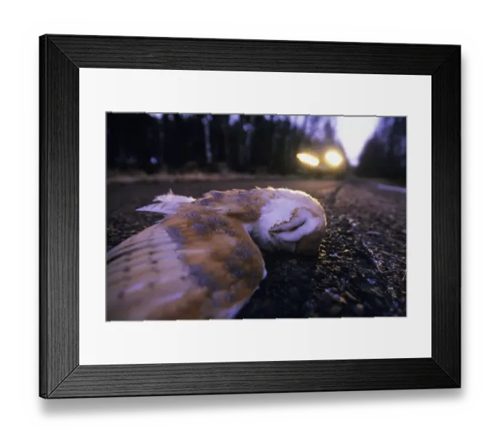 Framed Print : Barn Owl (Tyto alba) adult, roadkill casualty, dead on road at dusk, England, winter Framed Print : Barn Owl (Tyto alba) adult, roadkill casualty, dead on road at dusk, England, winter