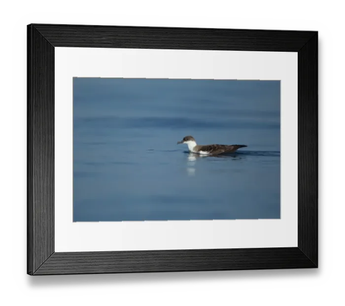 Framed Print : Great Shearwater (Puffinus gravis) adult, swimming at sea, Algarve, Portugal, october Framed Print : Great Shearwater (Puffinus gravis) adult, swimming at sea, Algarve, Portugal, october