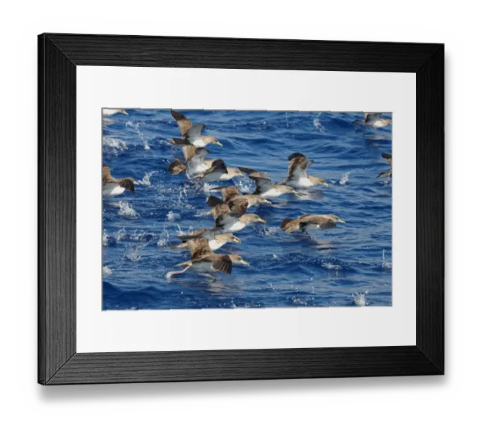 Framed Print : Cory's Shearwater (Calonectris diomedia) flock, taking off from sea, Azores, august Framed Print : Cory's Shearwater (Calonectris diomedia) flock, taking off from sea, Azores, august
