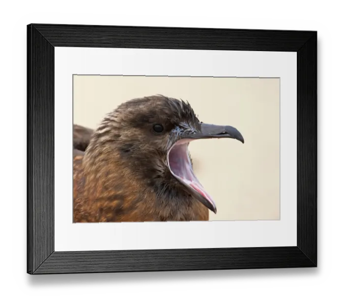 Framed Print : Great Skua (Stercorarius skua) immature, yawning, close-up of head, Norfolk, England, october Framed Print : Great Skua (Stercorarius skua) immature, yawning, close-up of head, Norfolk, England, october