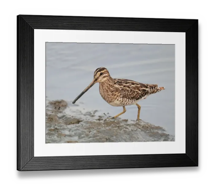 Framed Print : Common Snipe (Gallinago gallinago) adult, foraging in mud at edge of shoreline, Hong Kong, China, november Framed Print : Common Snipe (Gallinago gallinago) adult, foraging in mud at edge of shoreline, Hong Kong, China, november