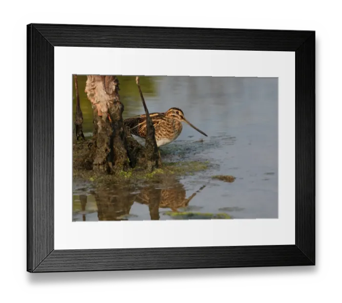 Framed Print : Pintail Snipe (Gallinago stenura) adult, standing beside dead tree in water, Thailand, february Framed Print : Pintail Snipe (Gallinago stenura) adult, standing beside dead tree in water, Thailand, february