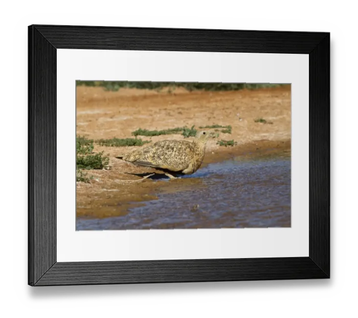 Framed Print : Black-bellied Sandgrouse (Pterocles orientalis) adult female, drinking at pool, Aragon, Spain, july Framed Print : Black-bellied Sandgrouse (Pterocles orientalis) adult female, drinking at pool, Aragon, Spain, july