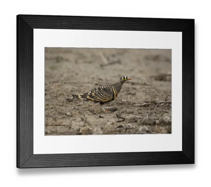 Framed Print : Lichtenstein's Sandgrouse (Pterocles lichtensteinii) adult male, walking, near Bilen, Ethiopia Framed Print : Lichtenstein's Sandgrouse (Pterocles lichtensteinii) adult male, walking, near Bilen, Ethiopia