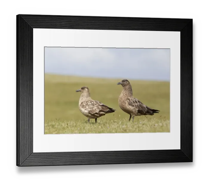 Framed Print : Great Skua (Stercorarius skua) adult pair, standing on grassy ridge, Shetland Islands, Scotland, june Framed Print : Great Skua (Stercorarius skua) adult pair, standing on grassy ridge, Shetland Islands, Scotland, june