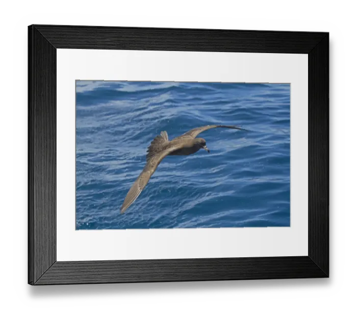 Framed Print : Flesh-footed Shearwater (Puffinus carneipes) adult, in flight over sea, New Zealand, november Framed Print : Flesh-footed Shearwater (Puffinus carneipes) adult, in flight over sea, New Zealand, november