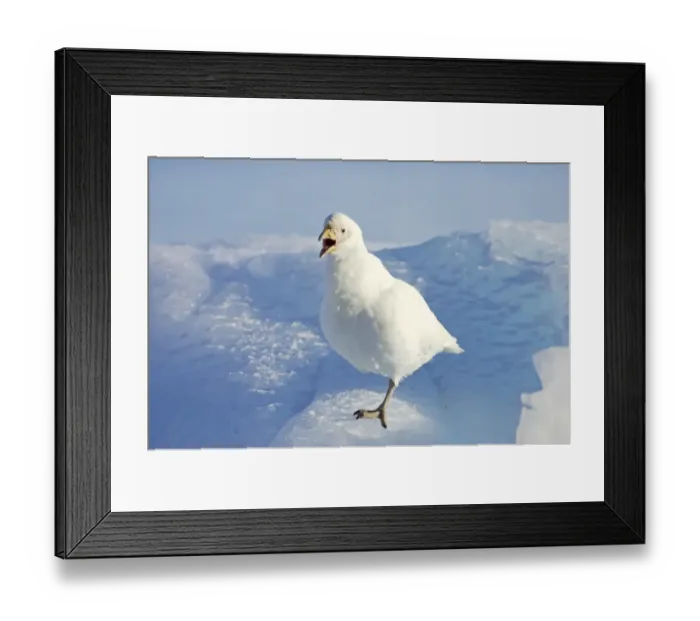 Framed Print : Snowy Sheathbill (Chionis alba) adult, calling, standing on ice, Paulette Island, Antarctic Peninsula, Antarctica Framed Print : Snowy Sheathbill (Chionis alba) adult, calling, standing on ice, Paulette Island, Antarctic Peninsula, Antarctica