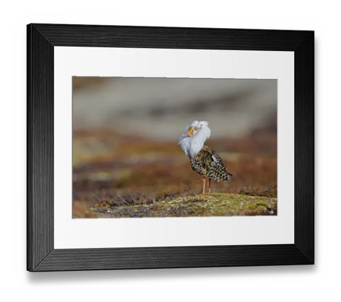 Framed Print : Ruff (Philomachus pugnax) adult male, breeding plumage, standing at lek, Varanger, Norway, may Framed Print : Ruff (Philomachus pugnax) adult male, breeding plumage, standing at lek, Varanger, Norway, may
