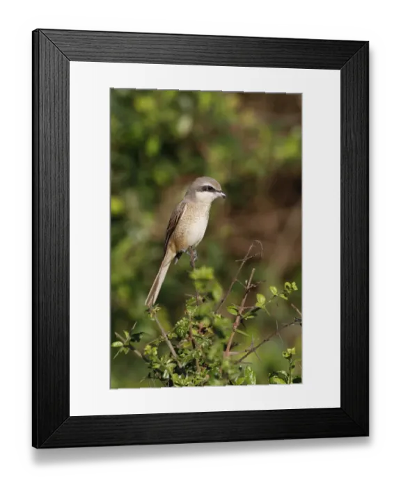Framed Print : Brown Shrike (Lanius cristatus) immature, first winter plumage, perched on twig, Sri Lanka Framed Print : Brown Shrike (Lanius cristatus) immature, first winter plumage, perched on twig, Sri Lanka