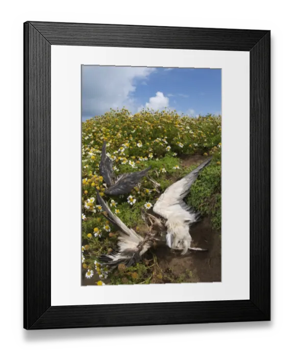 Framed Print : Manx Shearwater (Puffinus puffinus) dead young, remains at nesting site killed by gulls, Skomer Island, Pembrokeshire, Wales Framed Print : Manx Shearwater (Puffinus puffinus) dead young, remains at nesting site killed by gulls, Skomer Island, Pembrokeshire, Wales