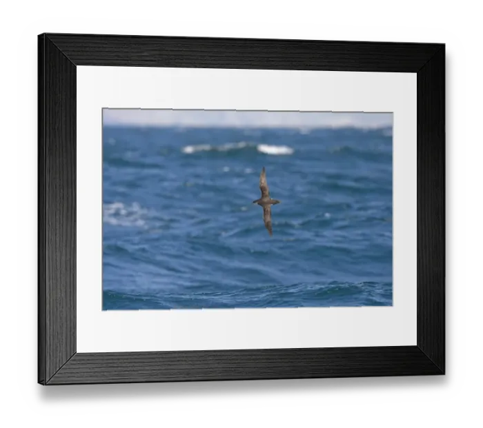 Framed Print : Manx Shearwater (Puffinus puffinus) adult, in flight over sea, Grassholm, Wales, august Framed Print : Manx Shearwater (Puffinus puffinus) adult, in flight over sea, Grassholm, Wales, august