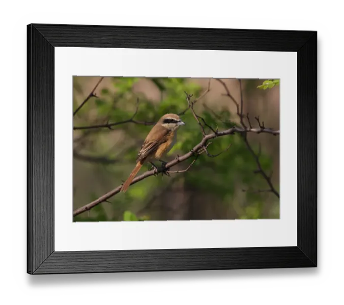 Framed Print : Brown Shrike (Lanius cristatus) adult, perched on branch, Hebei, China, may