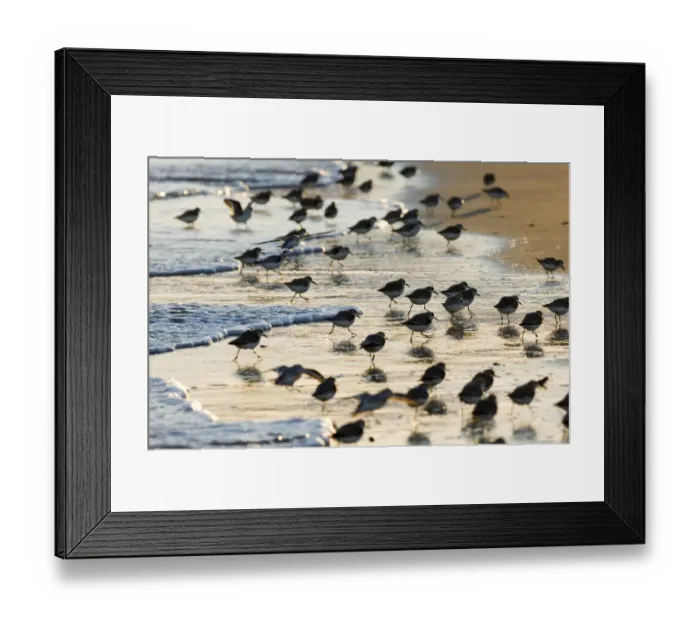 Framed Print : Sanderling (Calidris alba) flock, feeding along tideline in evening, Norfolk, England, winter Framed Print : Sanderling (Calidris alba) flock, feeding along tideline in evening, Norfolk, England, winter