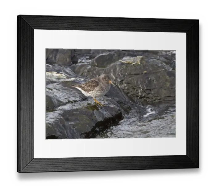 Framed Print : Purple Sandpiper (Calidris maritima) adult, winter plumage, standing on wet rocks, Bangor, County Down, Northern Ireland, february Framed Print : Purple Sandpiper (Calidris maritima) adult, winter plumage, standing on wet rocks, Bangor, County Down, Northern Ireland, february