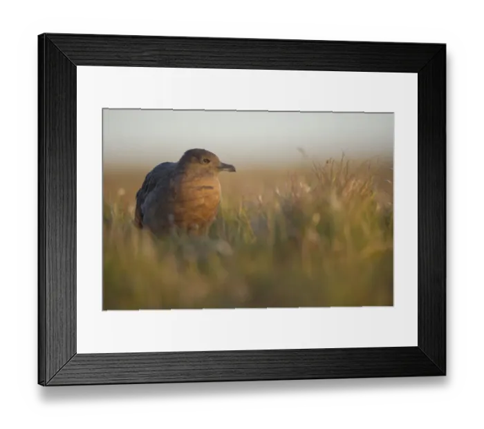 Framed Print : Great Skua (Stercorarius skua) sub-adult, standing on open coastal moorland at dawn, Shetland Islands, Scotland, september