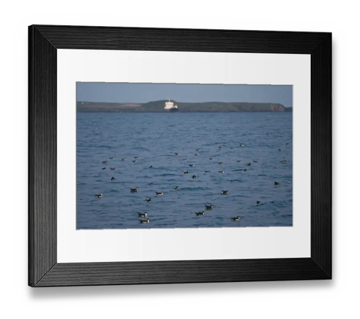 Framed Print : Manx Shearwater (Puffinus puffinus) flock, gathering on sea at dusk, St. Bride's Bay, off Skomer Island, Pembrokeshire, Wales, july Framed Print : Manx Shearwater (Puffinus puffinus) flock, gathering on sea at dusk, St. Bride's Bay, off Skomer Island, Pembrokeshire, Wales, july