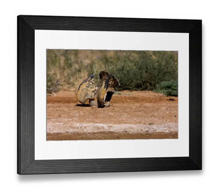 Framed Print : Black-bellied Sandgrouse (Pterocles orientalis) adult male, displaying at edge of pool, Aragon, Spain, july Framed Print : Black-bellied Sandgrouse (Pterocles orientalis) adult male, displaying at edge of pool, Aragon, Spain, july