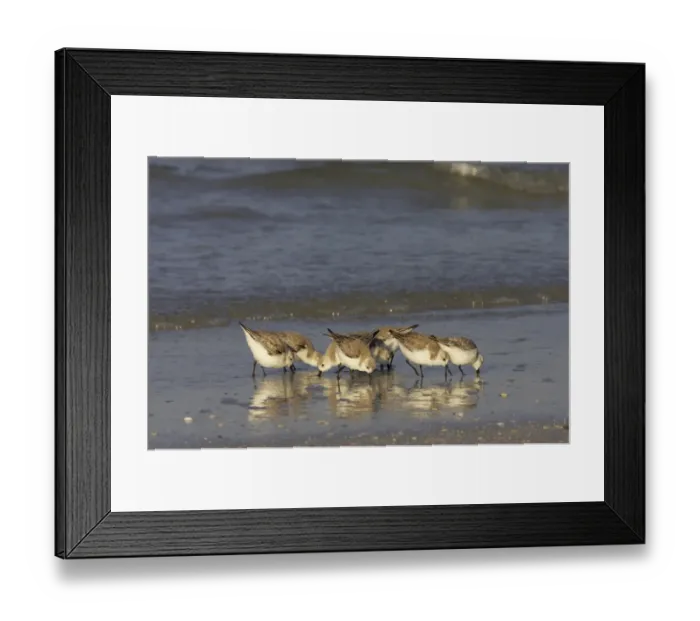 Framed Print : Sanderling (Calidris alba) adults, winter plumage, flock feeding along shoreline, Fort de Soto, Florida, U. S. A Framed Print : Sanderling (Calidris alba) adults, winter plumage, flock feeding along shoreline, Fort de Soto, Florida, U. S. A