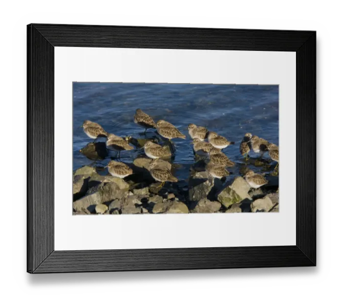 Framed Print : Least Sandpiper (Calidris minutilla) flock, roosting on rocks at high tide, Bodega Bay, California, U. S. A. november Framed Print : Least Sandpiper (Calidris minutilla) flock, roosting on rocks at high tide, Bodega Bay, California, U. S. A. november