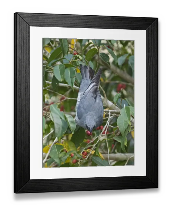 Framed Print : Barred Cuckoo-shrike (Coracina lineata) adult, feeding on figs in tree, Queensland, Australia Framed Print : Barred Cuckoo-shrike (Coracina lineata) adult, feeding on figs in tree, Queensland, Australia